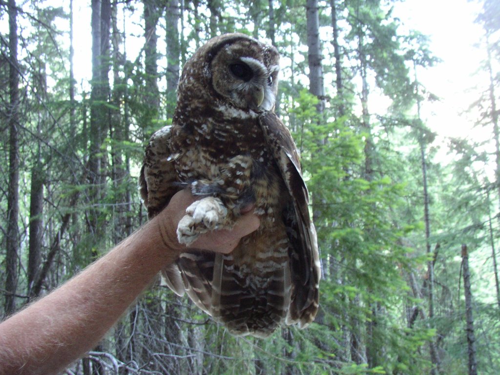 Female spotted owl from near Mt Shasta, California.