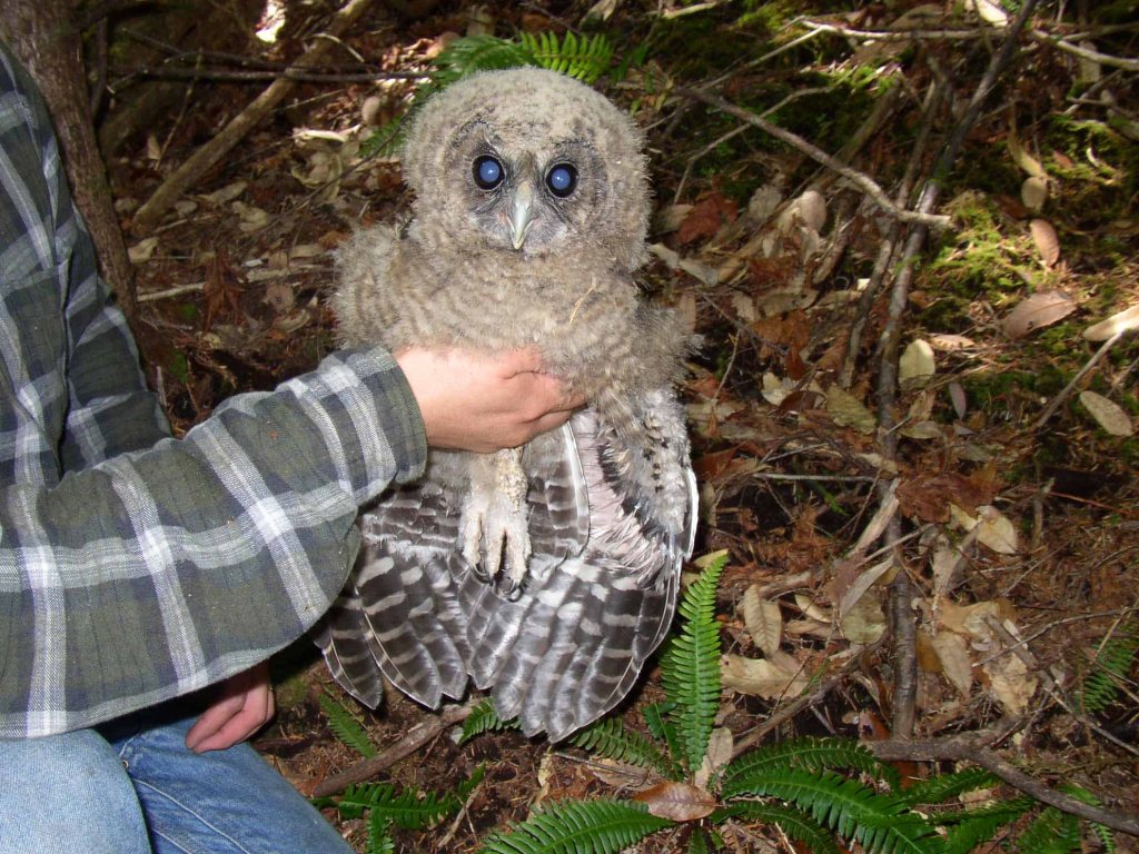 Juvenile spotted owl