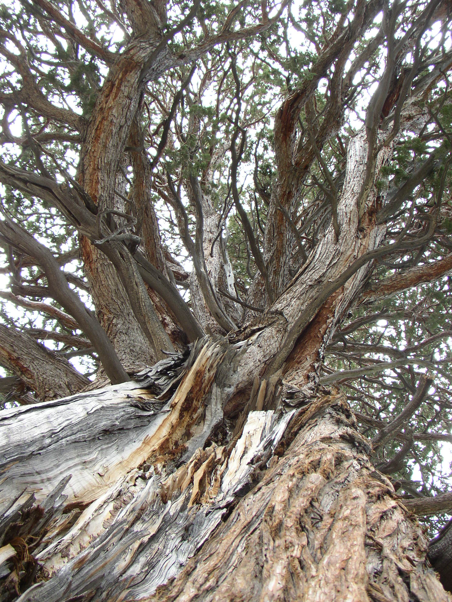 Incense cedar, Sierra Nevada mountains