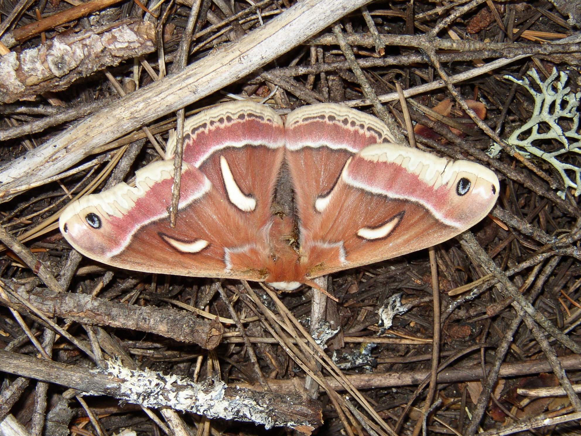 dead ceanothus moth