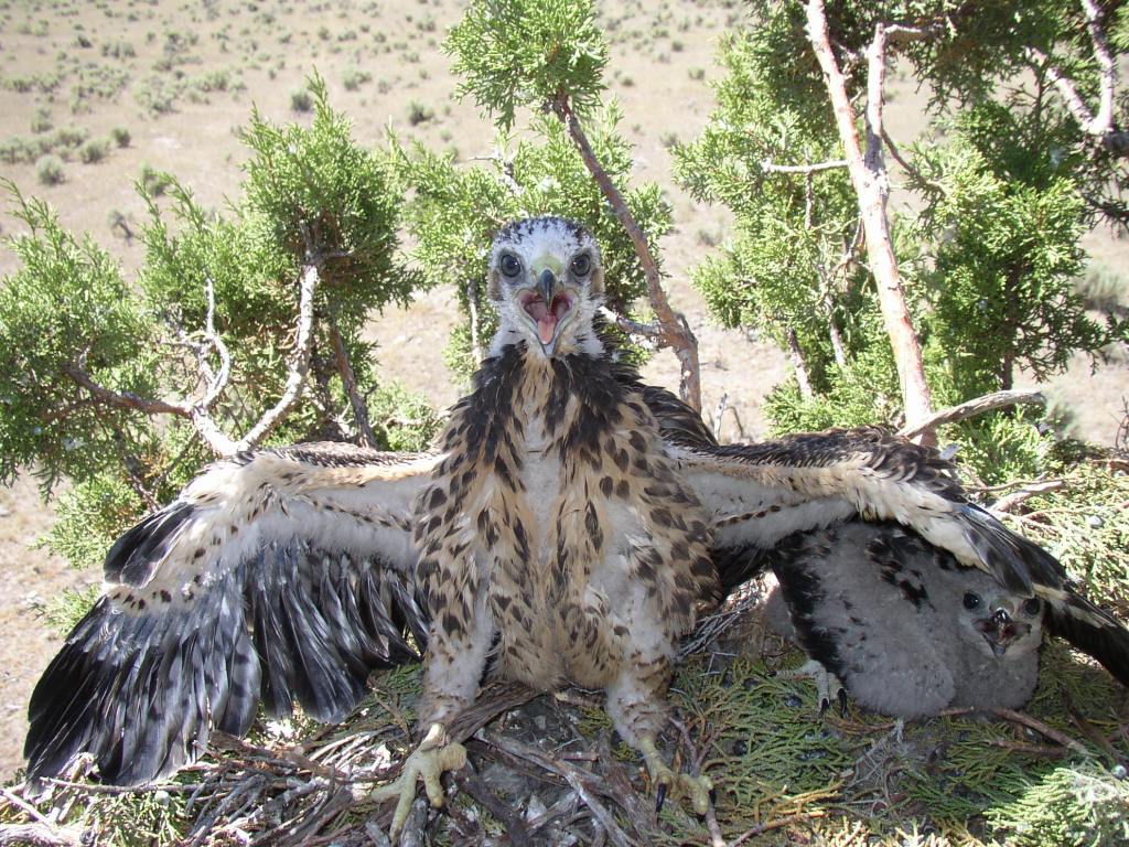 Two Swainson's hawk chicks