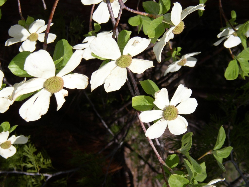 Sierra dogwood flowers