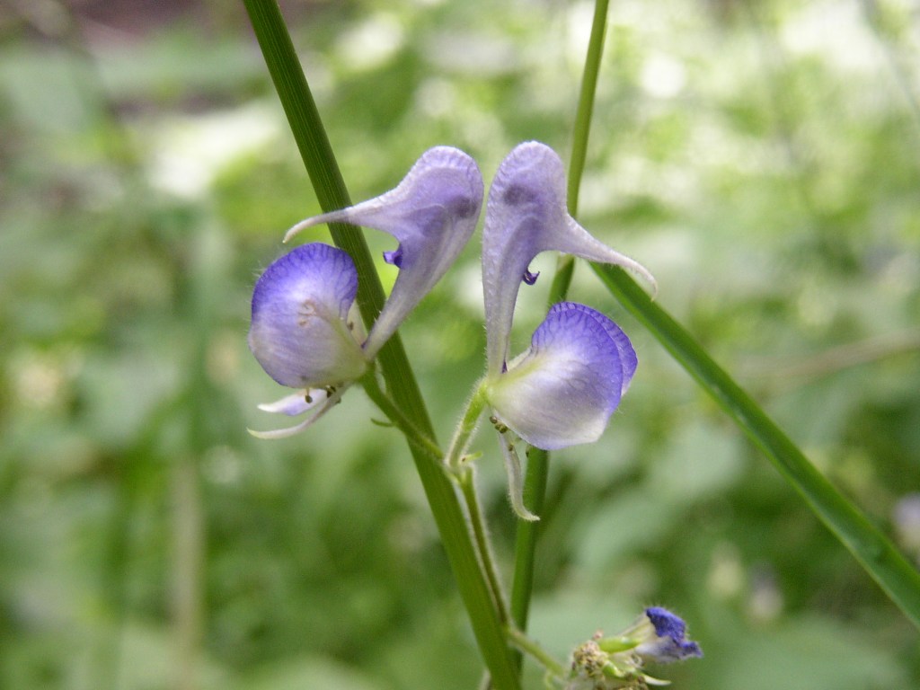 Delphinium flowers