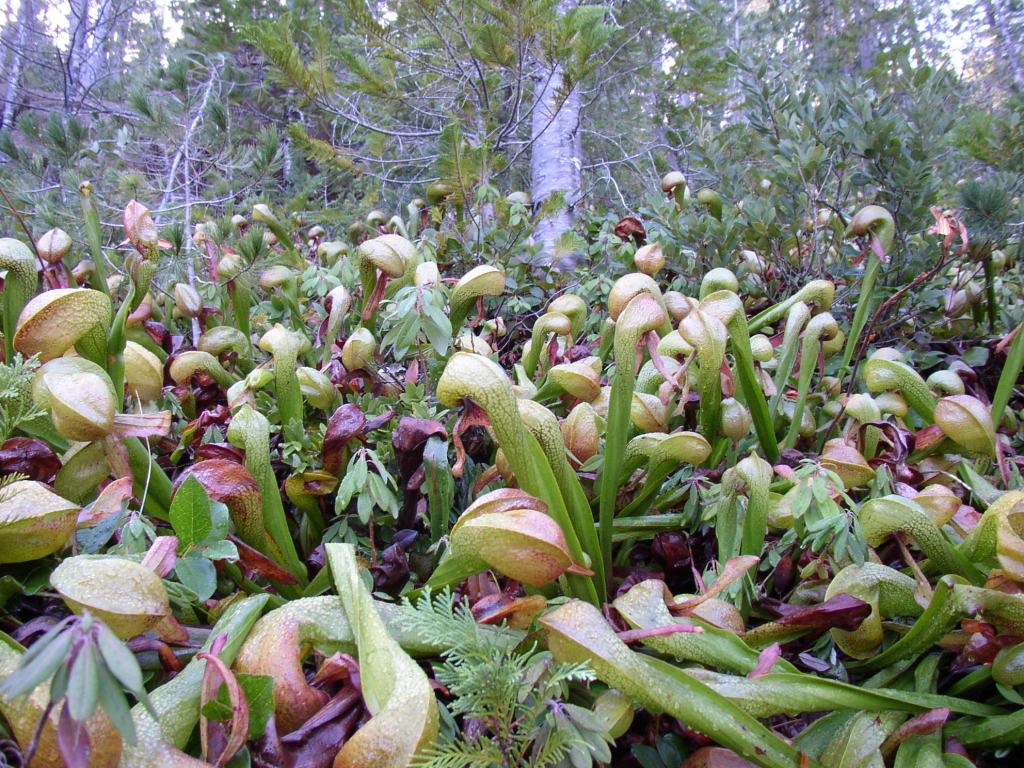 pitcher plants from Red Creek, Ca