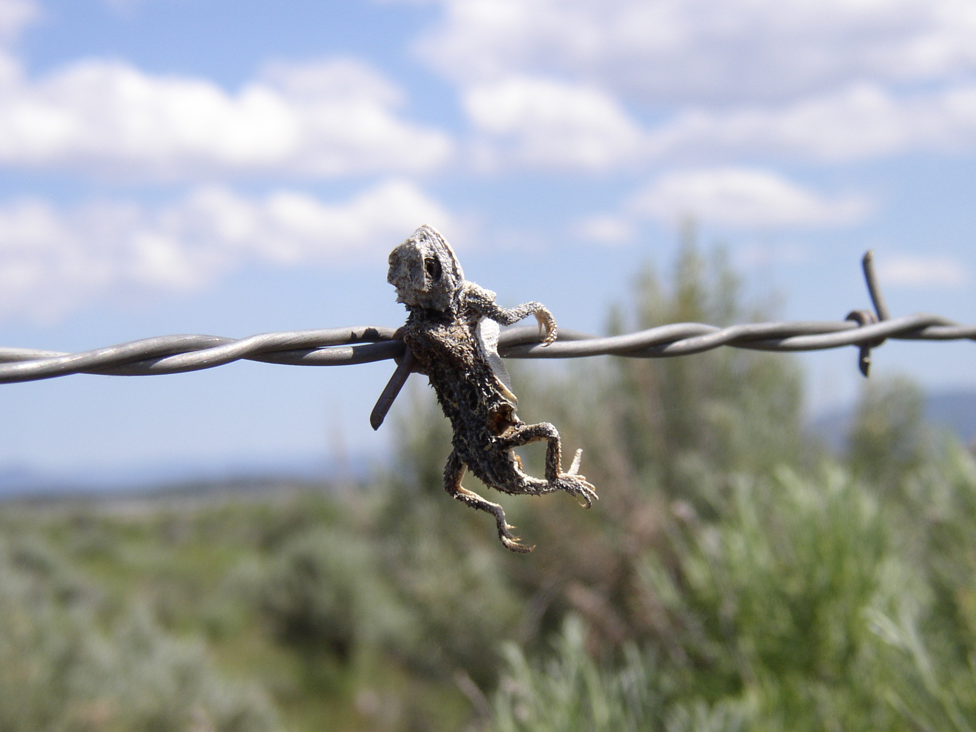 horned lizard killed and impaled by a loggerhead shrike