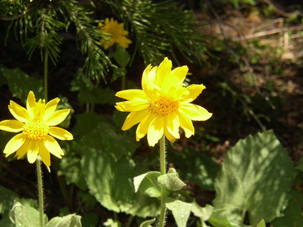SIerra Nevada flowers in summer