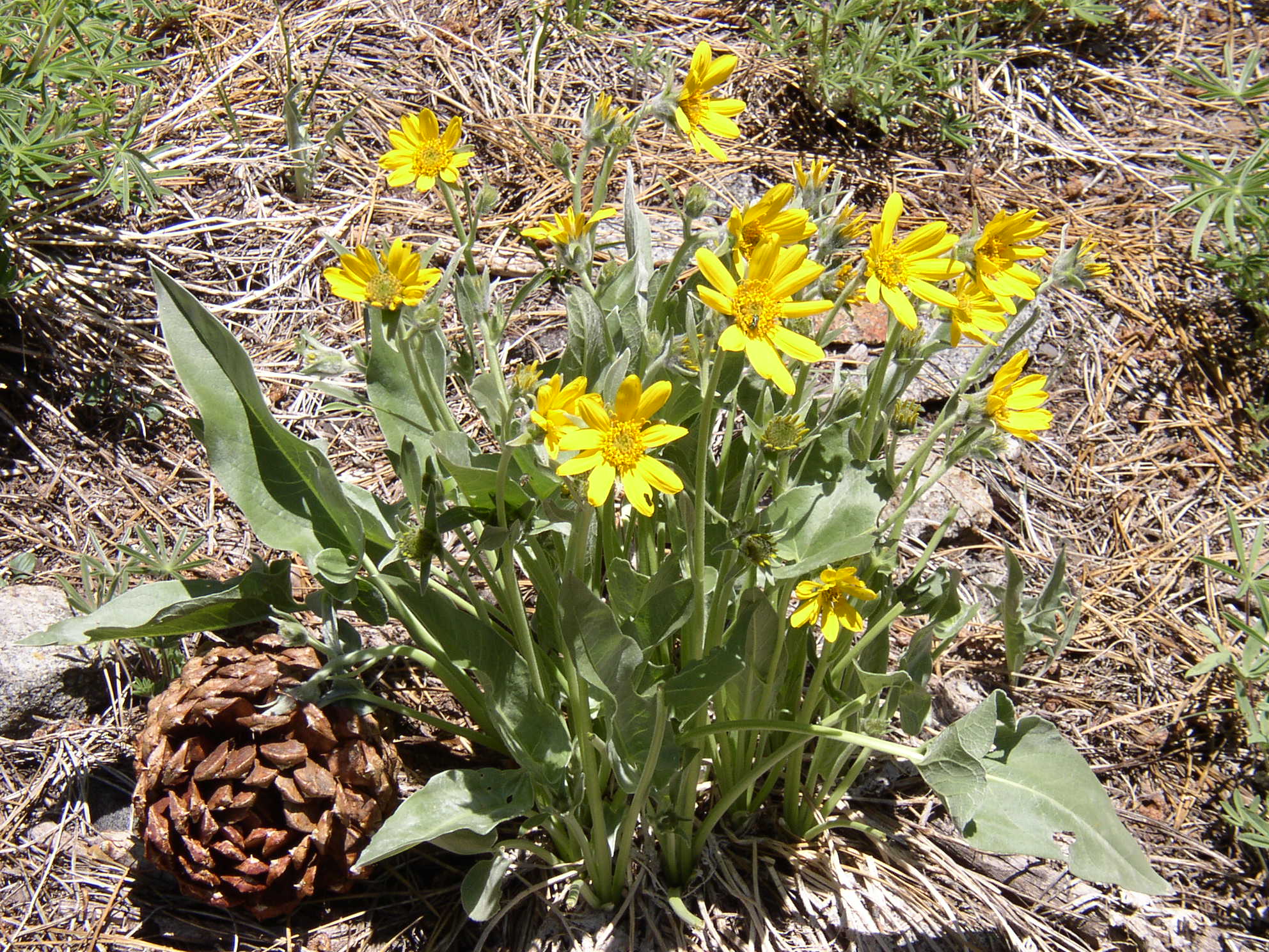 SIerra flowers in summer